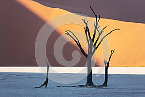 Dead Camelthorn Trees at sunrise