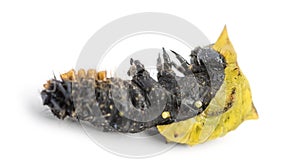 Dead caterpillar while transforming in chrysalid, isolated