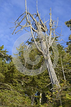 Dead cedar tree snag in the rainforest, Tonquin Beach