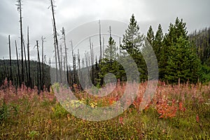 Dead and charred trees and colorful fall foliage with fireweed Chamerion angustifolium in Tweedsmuir South Provincial Park photo