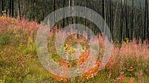 Dead and charred trees and colorful fall foliage with fireweed Chamerion angustifolium in Tweedsmuir South Provincial Park photo