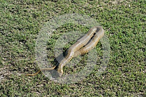Dead Checked Keelback Snake