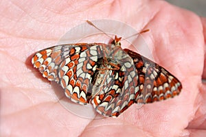 Dead Checkerspot Butterfly