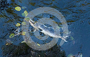 Dead Chinook Salmon during spawning season, Ketchikan Creek, Ketchikan, Alaska.