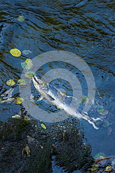 Dead Chinook Salmon during spawning season, Ketchikan Creek, Ketchikan, Alaska.