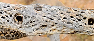 Dead Cholla cactus, Close up, Sonora Desert, Mid Fall