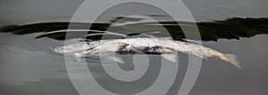 Dead Chum Salmon Floating in Water