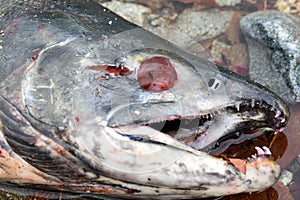 Dead chum salmon Oncorhynchus keta in Chehalis River, Fraser V