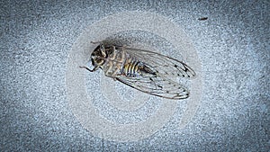 Dead Cicada Closeup on Floor