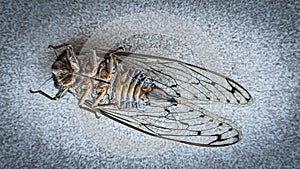 Dead Cicada Closeup on Floor