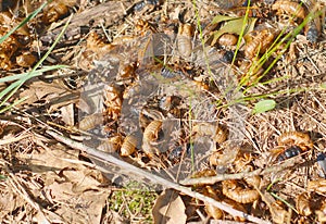 Dead Cicada insects with red eyes and transparent wings, dead on the ground.