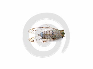 dead cicadas isolated on white background