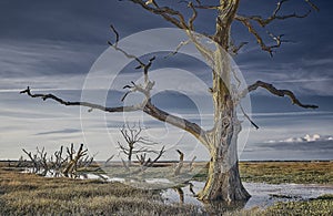 Dead coastal tree by a farm ditch at sunset