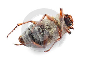 Dead cockchafer on white backgound