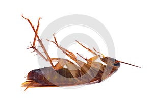 Dead Cockroach