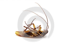 Dead cockroach