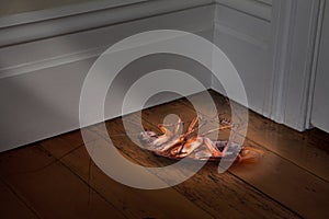 Dead Cockroach Pest Control