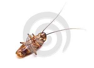 Dead cockroach