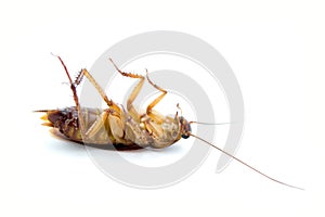 Dead Cockroach