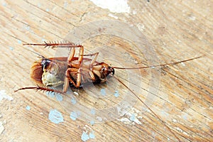 Dead cockroach