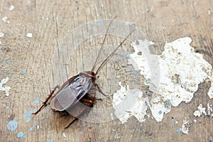 Dead cockroach