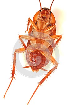 Morto scarafaggio cimici su bianco 