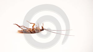 Dead cockroach