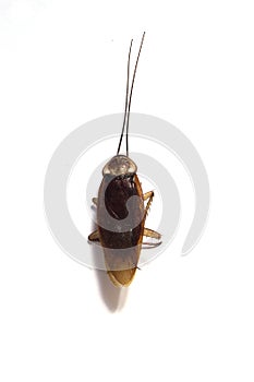 Dead cockroach face down isolated in white