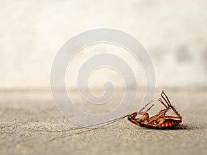 Dead cockroach on the floor