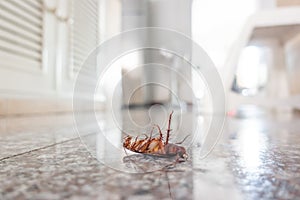 Dead cockroach on floor