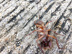 Dead cockroach on the floor after being hit by pesticides