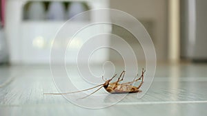 Dead cockroach on the floor