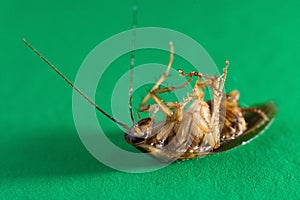 Dead cockroach on floor