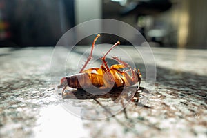 Dead cockroach on floor