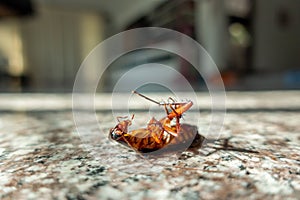 Dead cockroach on floor