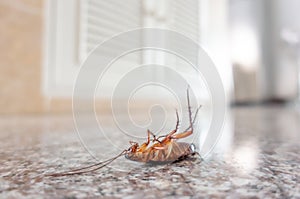 Dead cockroach on floor