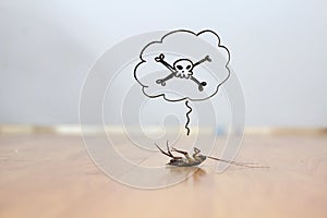 Dead cockroach on floor , pest control concept