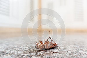 Dead cockroach on floor