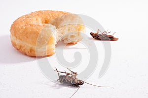 Dead cockroach and food horizontal