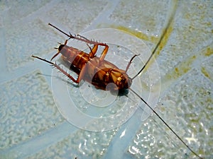 A dead cockroach insect (blattodea)