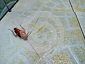 A dead cockroach insect (blattodea)