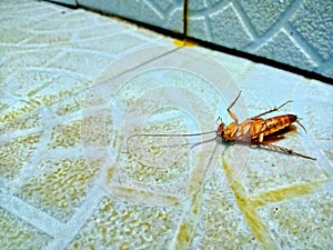 A dead cockroach insect (blattodea)