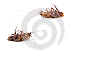 Dead cockroach isolated on white background