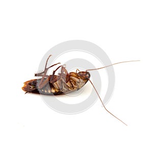 Dead cockroach isolated on white background