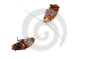 Dead cockroach isolated on white background