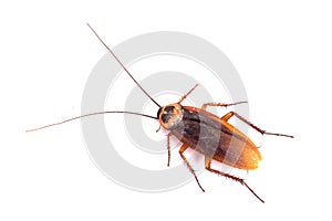 Dead cockroach