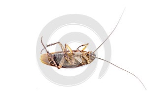 Dead cockroach isolated