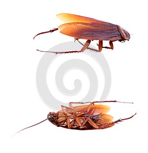 Dead cockroach isolated on a white background.