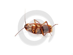 Dead cockroach isolated on white background. Cockroach is die after pesticides pest control