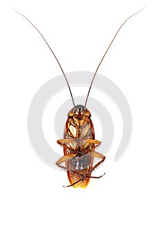 dead cockroach isolated on white
